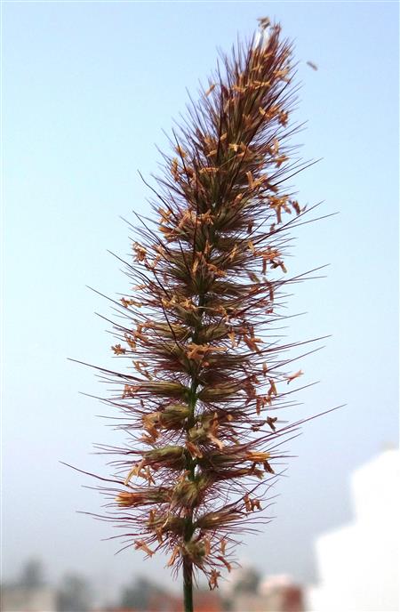 Cenchrus ciliaris